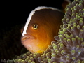   Clown Fish  